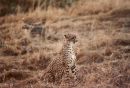 Cheetah